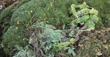 Déchets verts : tout ce qu’il faut savoir