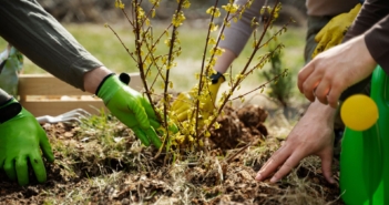 Plantons le décor Maubeuge