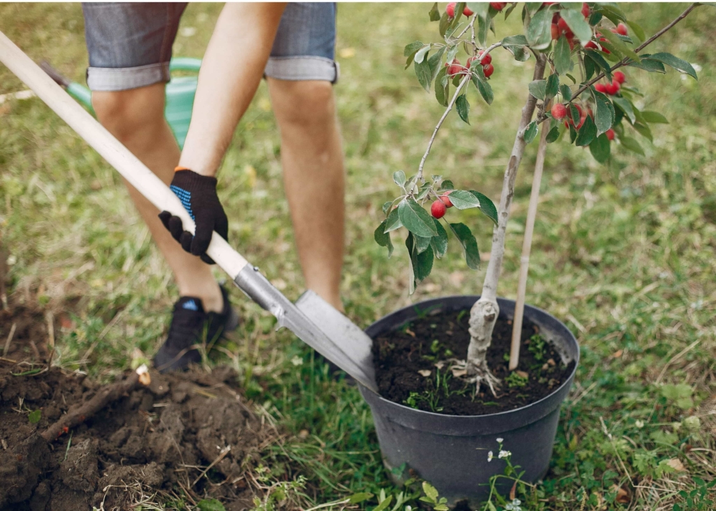 commandes plantes locales Hauts-de-France