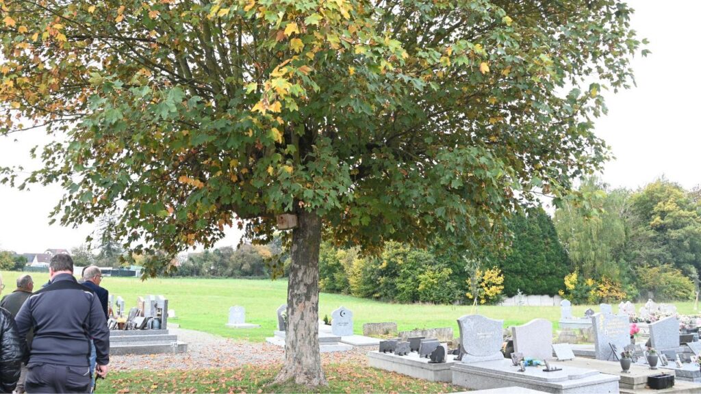 cimetière nature