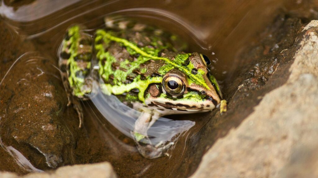 reproduction des amphibiens - soyez vigilant