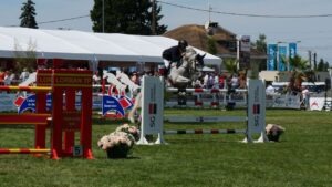 Jumping International Maubeuge (2)