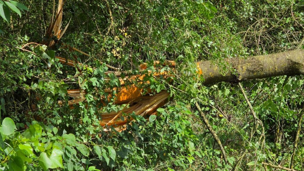 intempéries sécurité sites naturels - arbres tombé