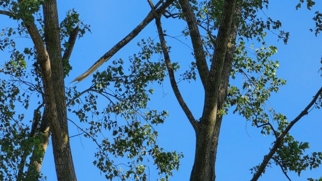 intempéries sécurité sites naturels - branches suspendues