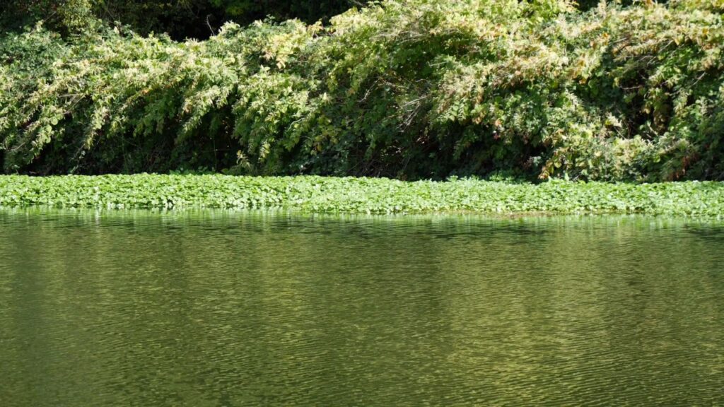 Hydrocotyle Sambre
