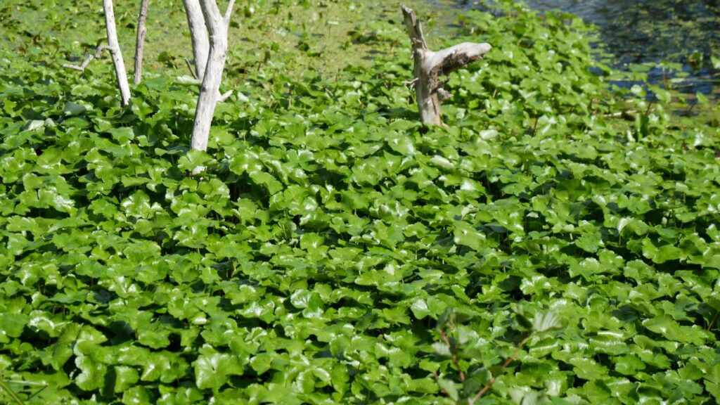 Lutte contre l'hydrocotyle