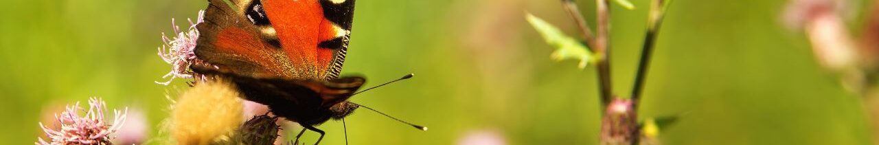 Agglo Maubeuge Val de Sambre - environnement - biodiversité