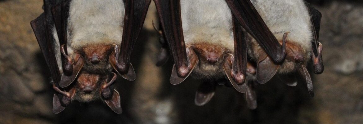 Chauve souris Rencontre avec le monde de la nuit