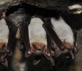 Chauve souris Rencontre avec le monde de la nuit