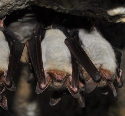 Chauve souris Rencontre avec le monde de la nuit