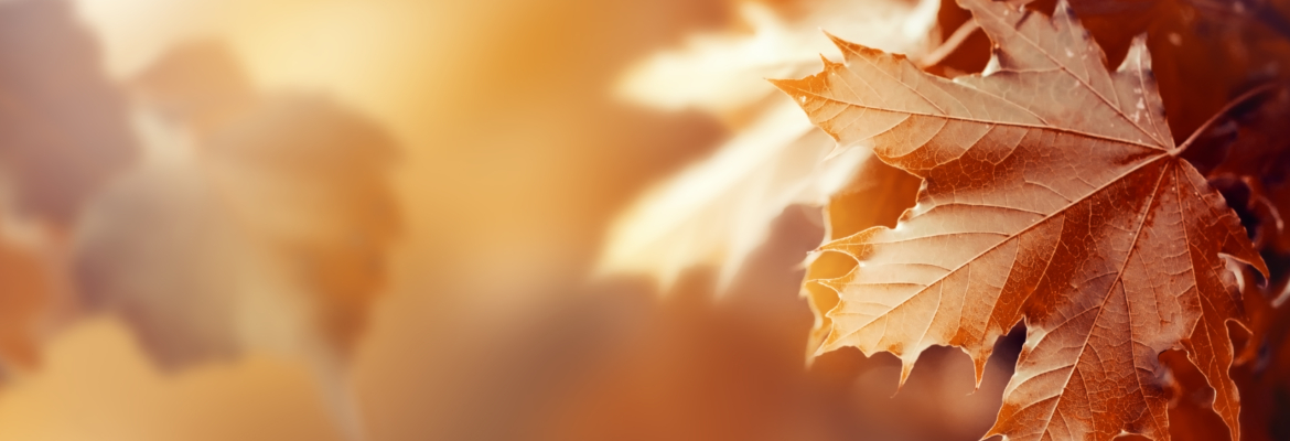 Fête de l’automne Colleret