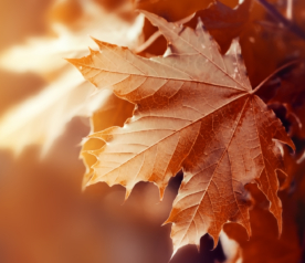 Fête de l’automne Colleret