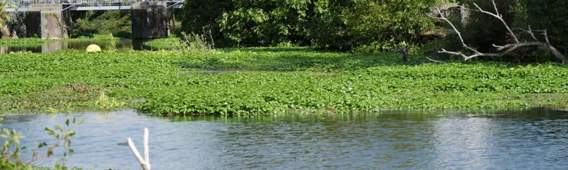 Lutte Hydrocotyle Sambre