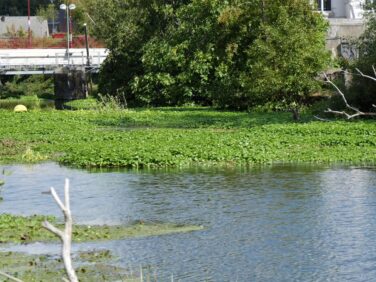 Lutte Hydrocotyle Sambre