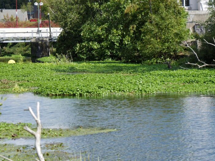 Lutte Hydrocotyle Sambre