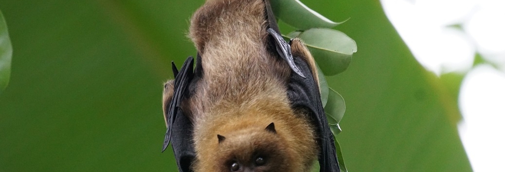 Nuit de la chauve-souris
