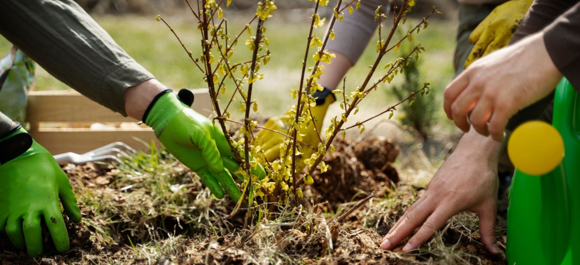 Plantons le décor Maubeuge {{brizy_dc_image_alt entityId=