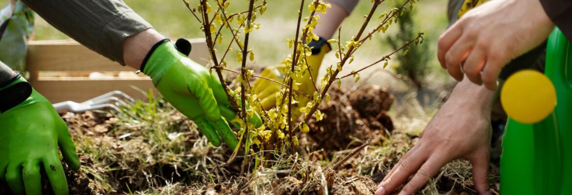 Plantons le décor Maubeuge {{brizy_dc_image_alt entityId=