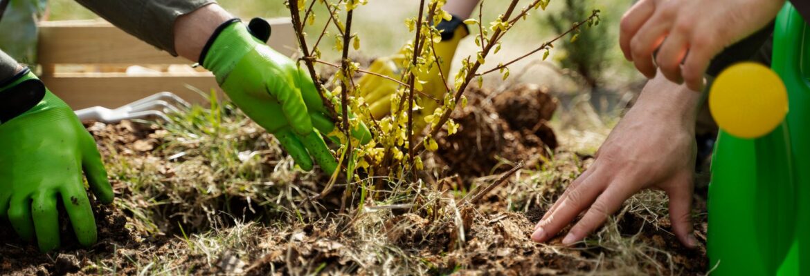 Plantons le décor Maubeuge Plantons le décor Maubeuge
