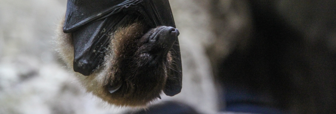 chauve souris rempart maubeuge
