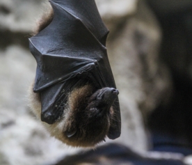 chauve souris rempart maubeuge