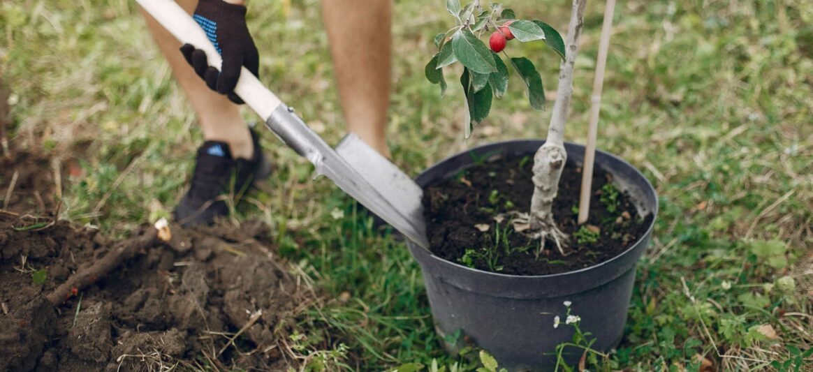 commandes plantes locales Hauts-de-France {{brizy_dc_image_alt entityId=