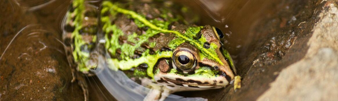 reproduction des amphibiens - soyez vigilant {{brizy_dc_image_alt entityId=