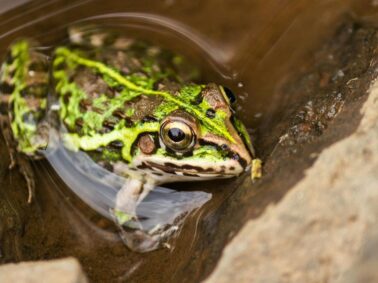 reproduction des amphibiens - soyez vigilant